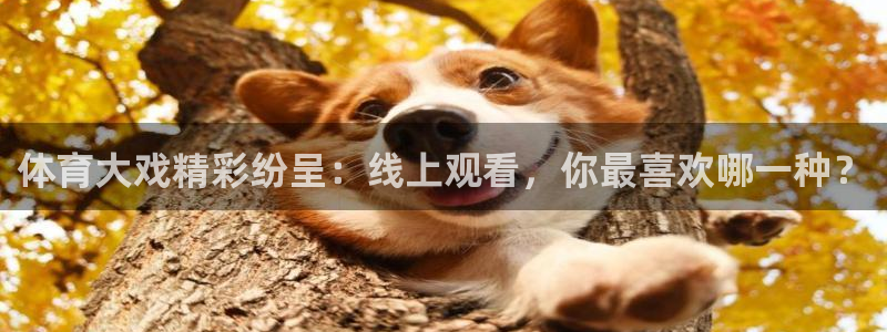 nba球友直播：体育大戏精彩纷呈：线上观看，你最喜欢哪一种？