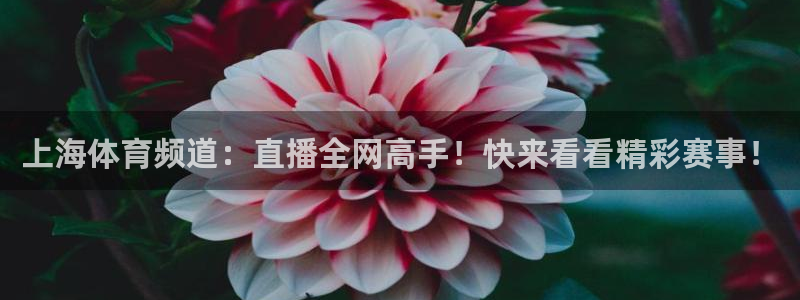 球友直播平台：上海体育频道：直播全网高手！快来看看精彩赛事！
